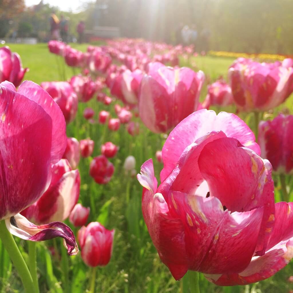 Pretty in pink (Highland Park)