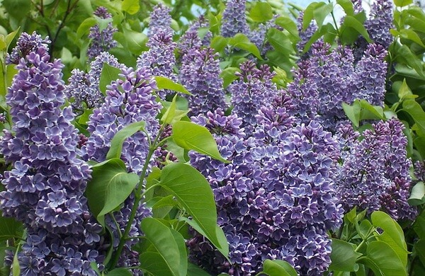 lilacs