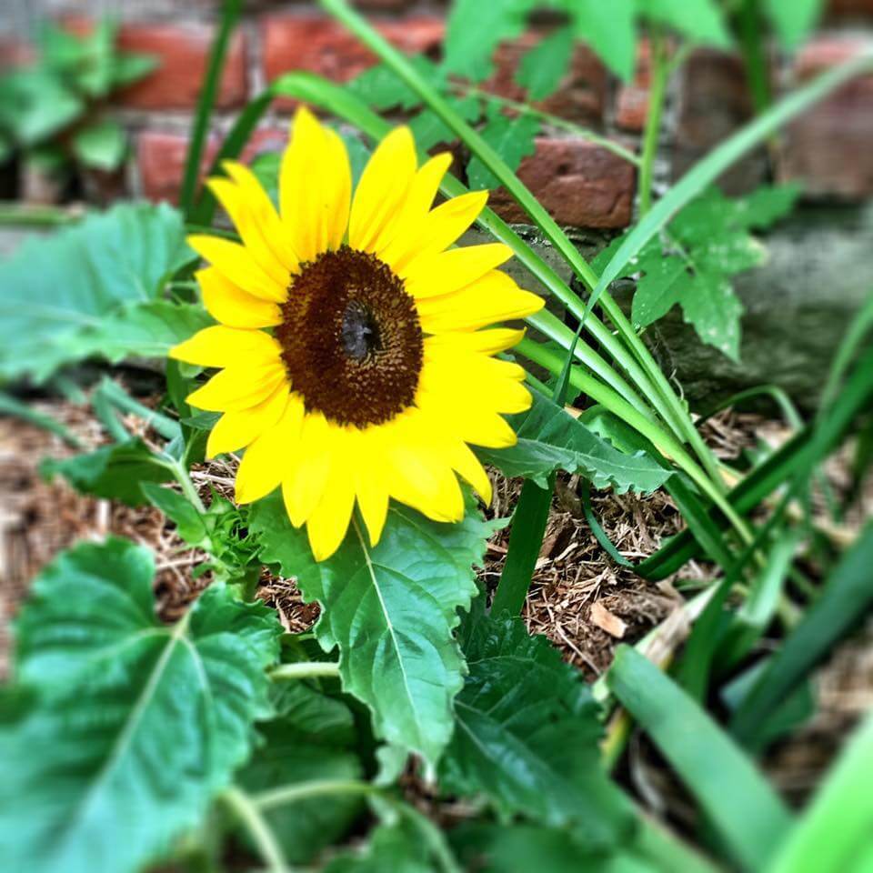 8 - Sunflower